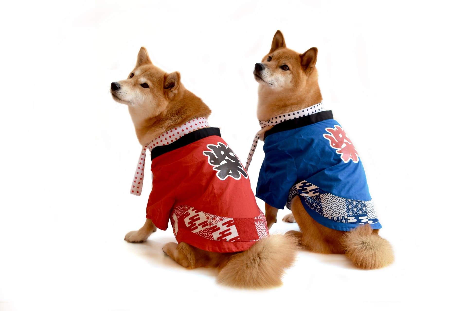 違いについて